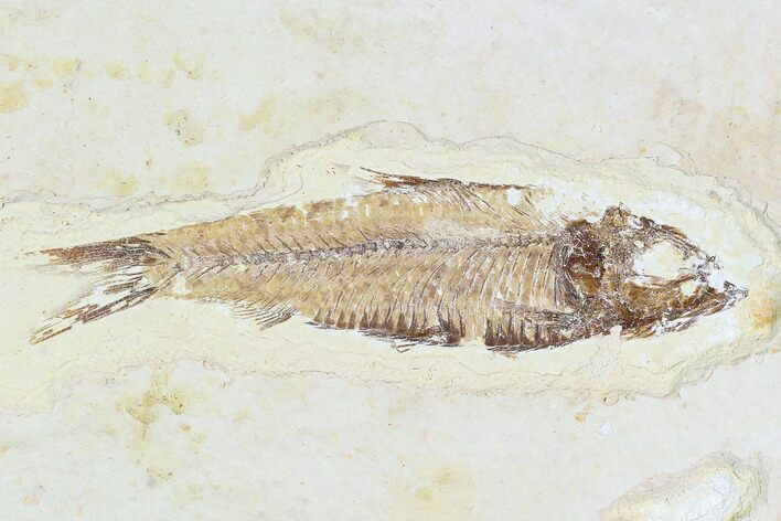Fossil Fish Plate (Knightia) - Wyoming #108294